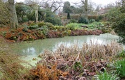 13th Jan 2024 - Pond in Homestead Park, York