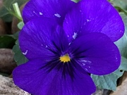 10th Jan 2024 - Pansy Flower