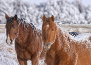 13th Jan 2024 - frosty horses