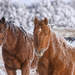 frosty horses by aecasey