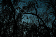 31st Dec 2023 - Hidden in the trees