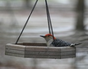 13th Jan 2024 - Red-bellied Woodpecker