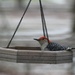 Red-bellied Woodpecker by essiesue