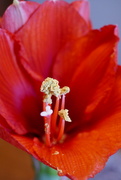 13th Jan 2024 - Amaryllis 