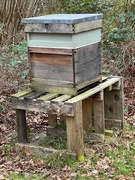 13th Jan 2024 - Bees are still alive!