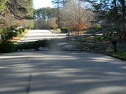 13th Jan 2024 - Fallen Tree in Neighborhood