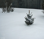 13th Jan 2024 - Standing against the storm