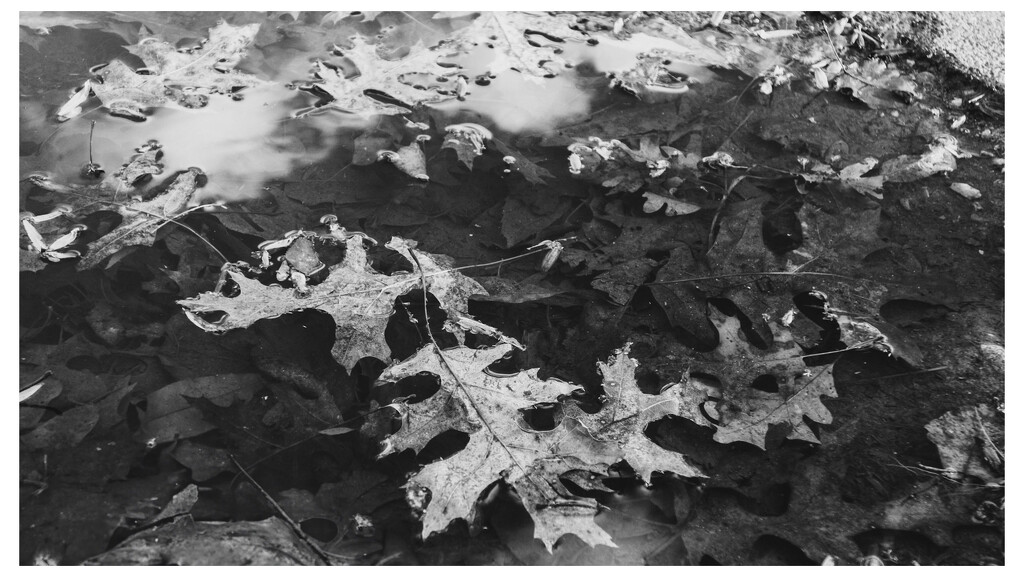 Photo walk: Leaves after to rain by robgarrett