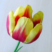 13th Jan 2024 - Tulips from ...