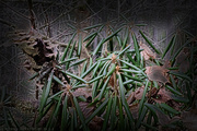 13th Jan 2024 - Rhodies in Winter