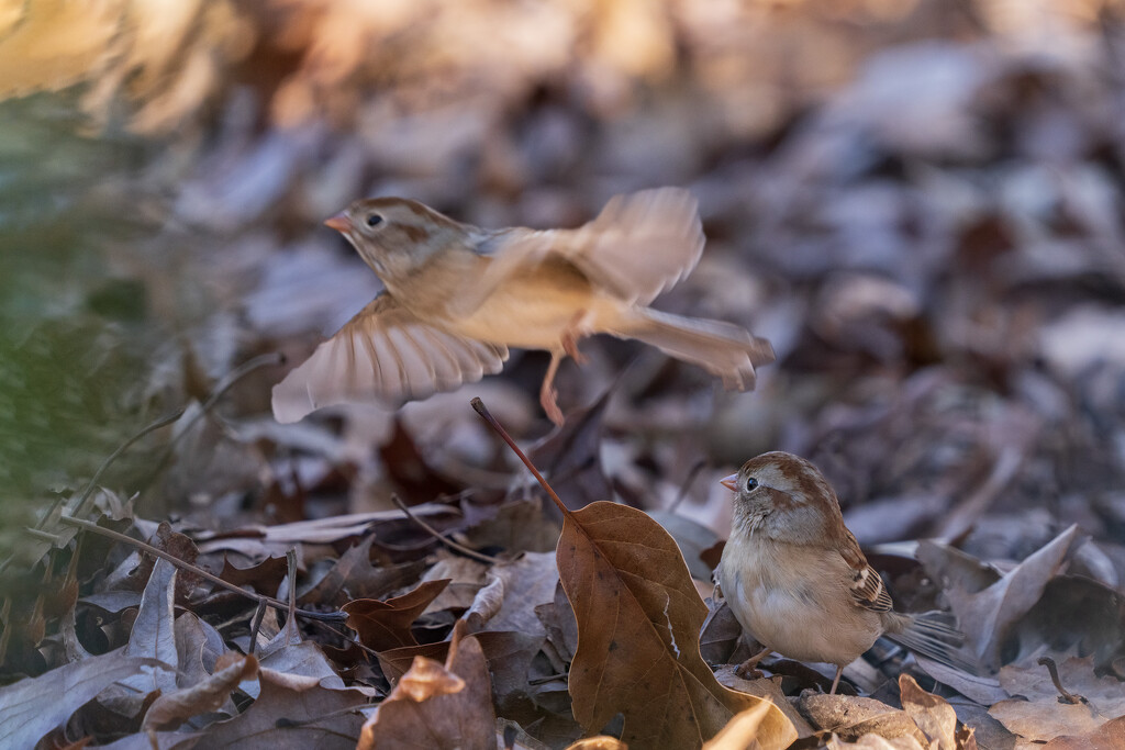 Sparrow Flight by kvphoto