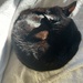 Cat nap by mollyrazor