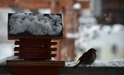 11th Jan 2024 - A Grateful Sparrow!