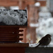 A Grateful Sparrow! by bjywamer