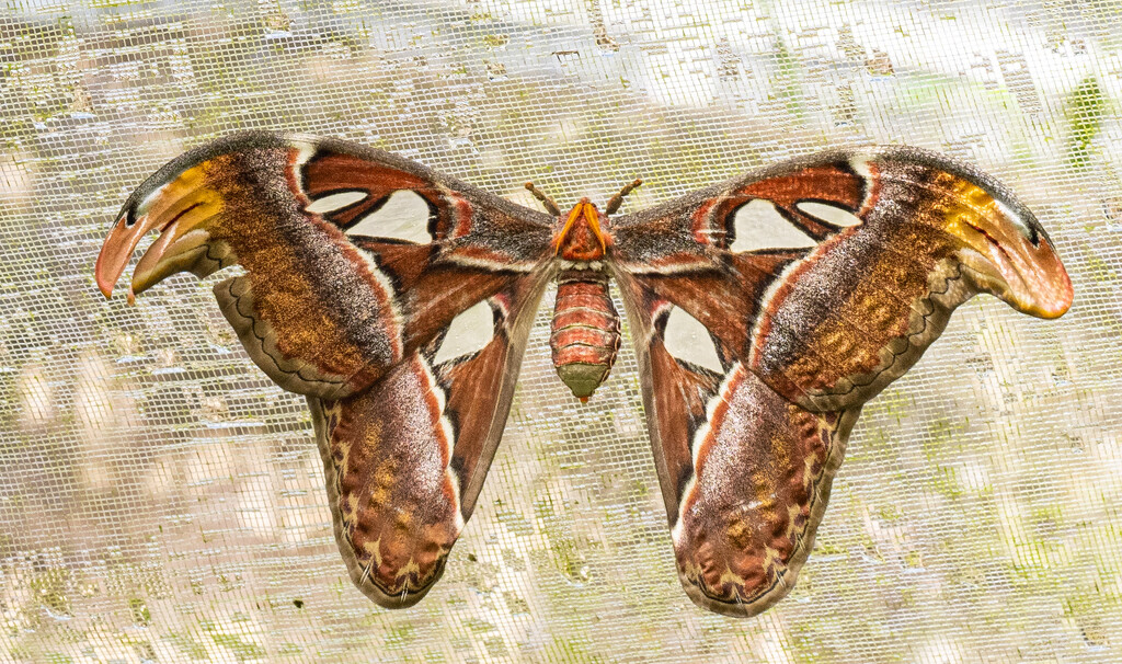 Large Butterfly by ianjb21
