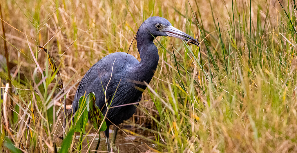 Little Blue Heron With a Snack! by rickster549