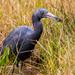 Little Blue Heron With a Snack! by rickster549