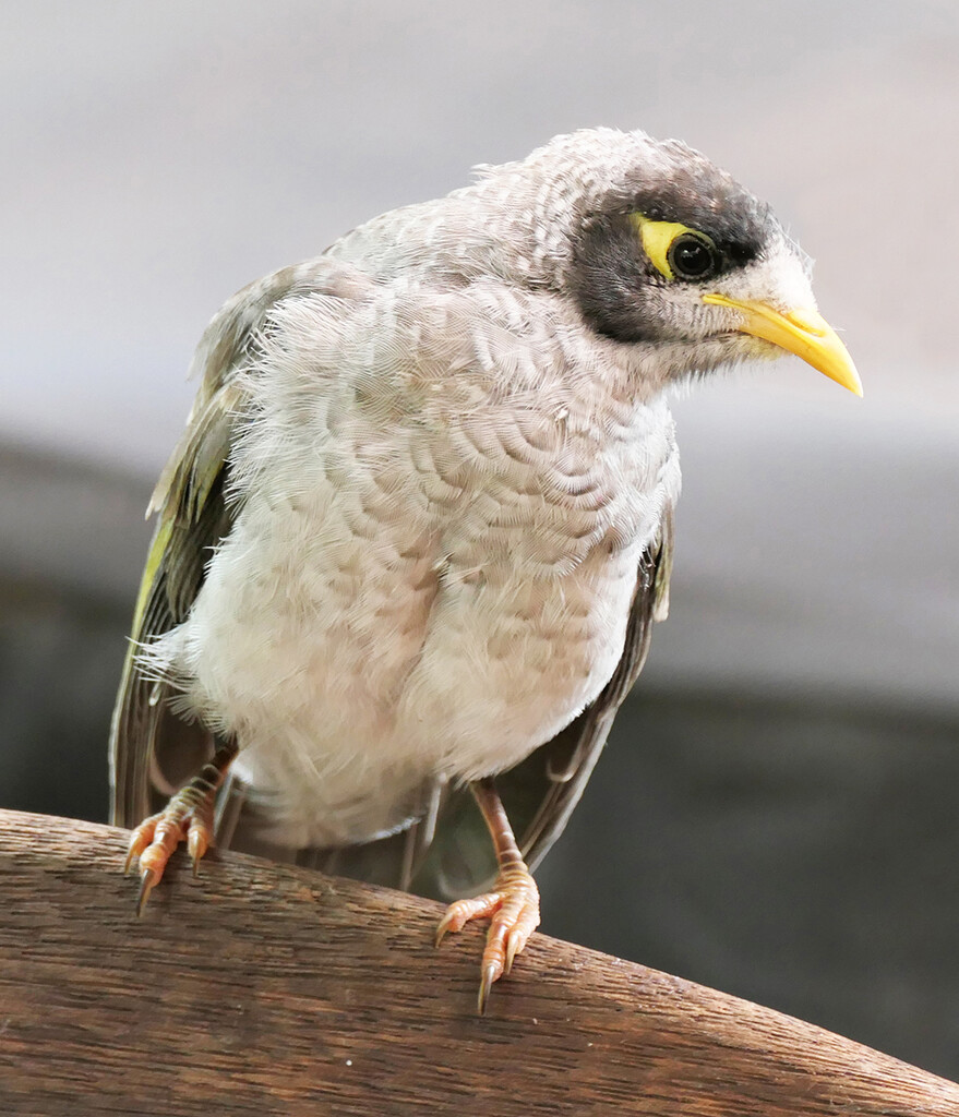 Baby Noisy Miner  by onewing