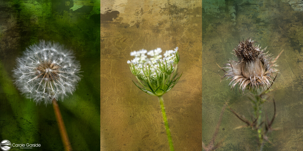 Paddock weeds triptych by yorkshirekiwi