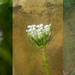 Paddock weeds triptych by yorkshirekiwi
