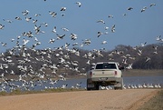 13th Jan 2024 - Snow Geese take over the road