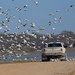 Snow Geese take over the road by slaabs