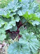 14th Jan 2024 - Our rhubarb has gone crazy 