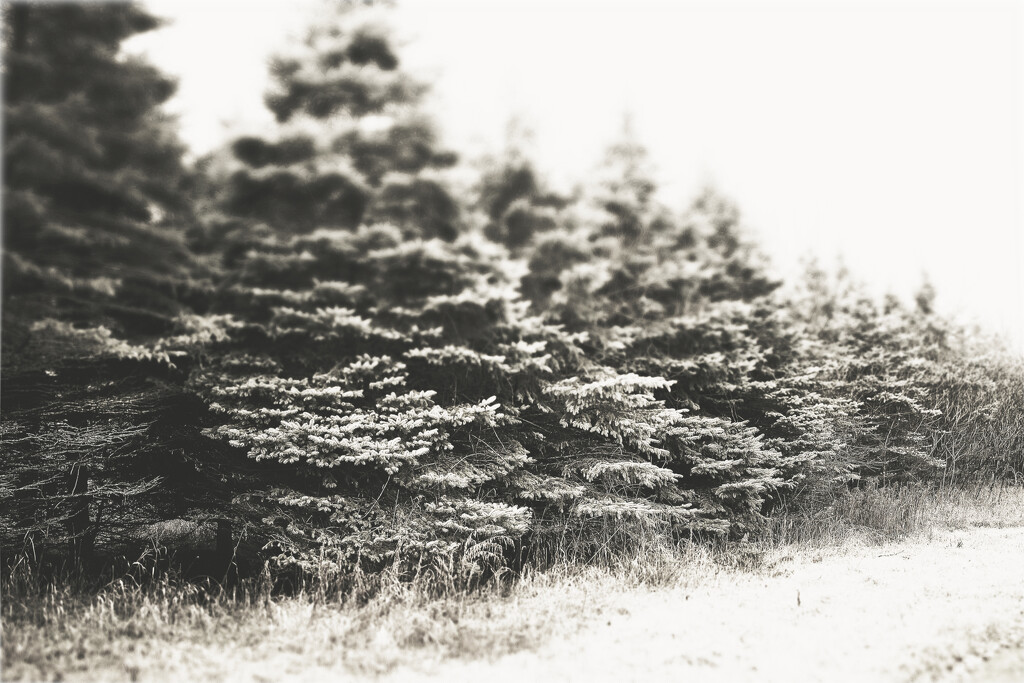 Another Day - Another Stand of Conifers by juliedduncan