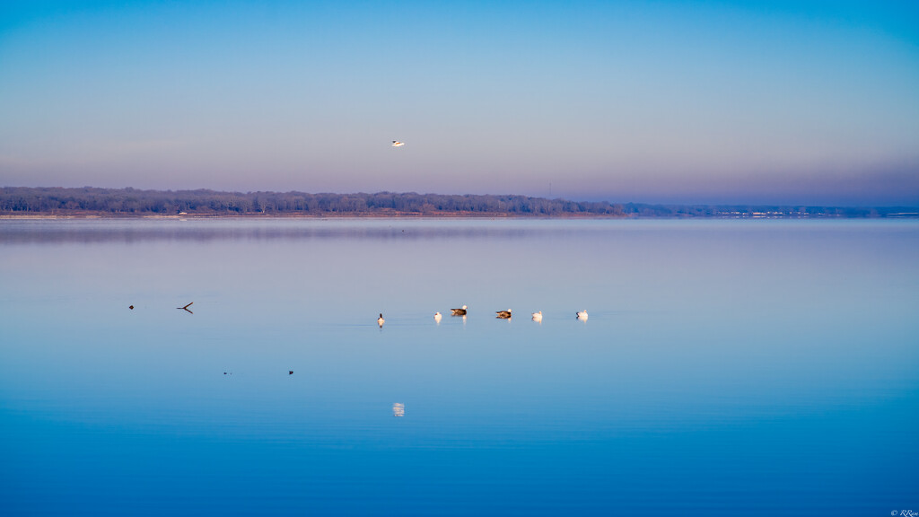 Morning Swim by ramr