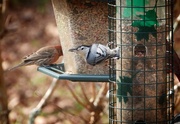 14th Jan 2024 - Very busy feeders this time of year...