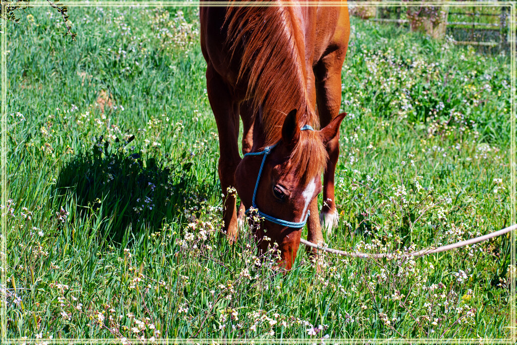 A hungry horse by 365projectorgchristine