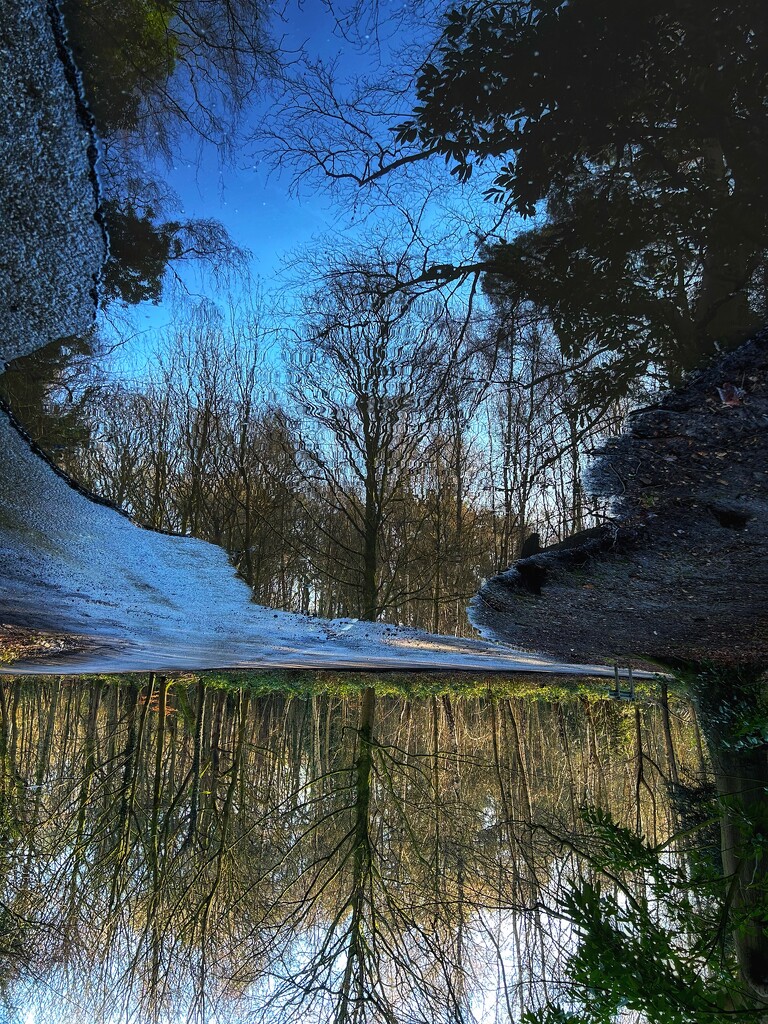 Puddle Reflections by carole_sandford