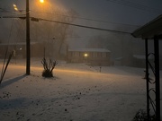 14th Jan 2024 - Snow Squall ( front yard )