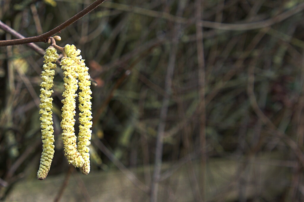 catkins by ollyfran