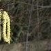 catkins by ollyfran