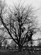 14th Jan 2024 - Mistletoe tree
