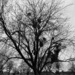 Mistletoe tree by pattyblue