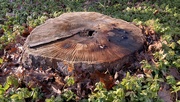 14th Jan 2024 - Tree stump