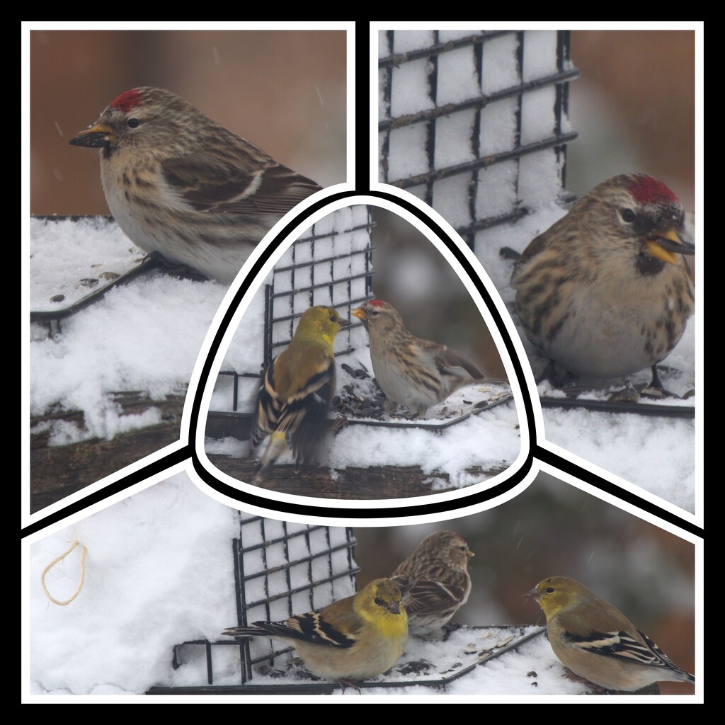 Busy at the feeder today! by radiogirl