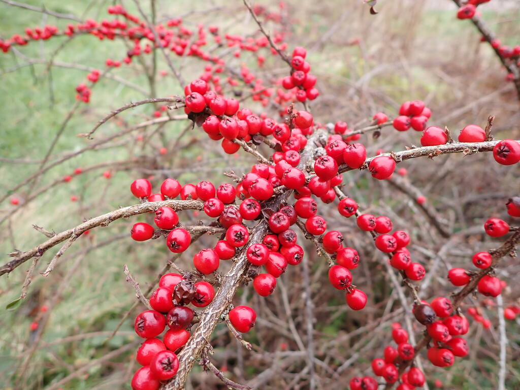Red berries by speedwell