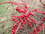10th Jan 2024 - Red berries