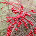 Red berries by speedwell