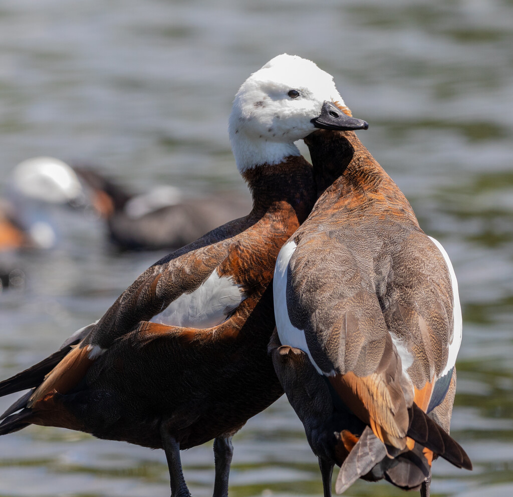 Cuddle time for these Paradise Shelducks :) by creative_shots