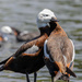 Cuddle time for these Paradise Shelducks :) by creative_shots