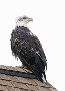 22nd Dec 2023 - Bald Eagle