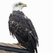 Bald Eagle by bobbic