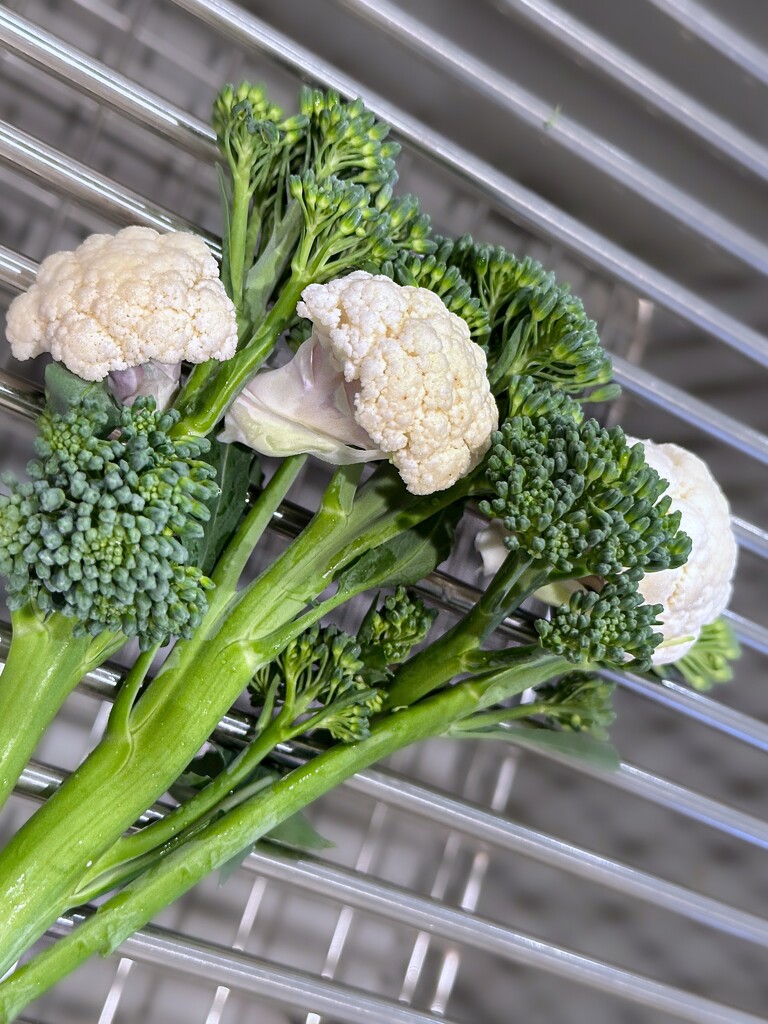 Broccoli and Cauliflower Bouquet by shutterbug49