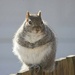 Squirrel by bobbic