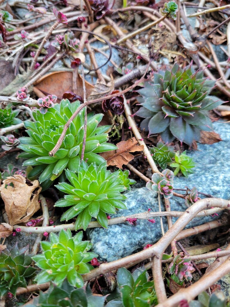 Winter Succulents by kimmer50