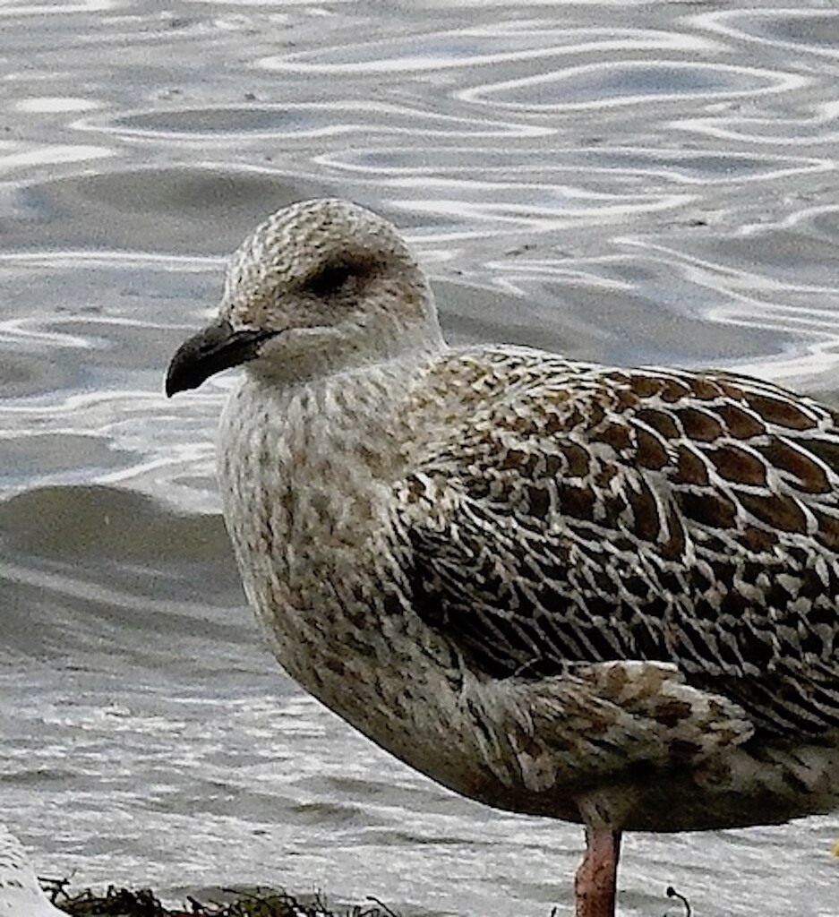 GreatBlack-backed Gull by sunnygreenwood